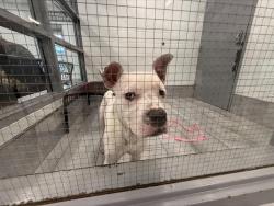 Shelter Stray Male Dog last seen CHARLOTTE, 8315 Byrum Dr, Charlotte, NC 28217, USA