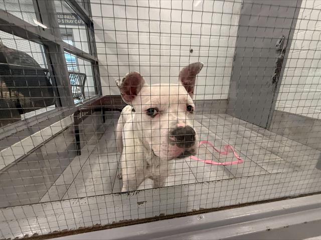 Shelter Stray Male Dog last seen CHARLOTTE, 8315 Byrum Dr, Charlotte, NC 28217, USA