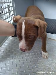 Shelter Stray Female Dog last seen CHARLOTTE, 8315 Byrum Dr, Charlotte, NC 28217, USA