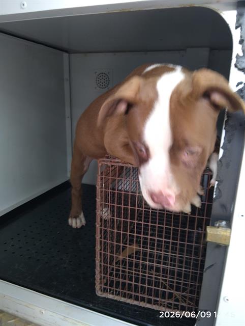 Shelter Stray Female Dog last seen CHARLOTTE, 8315 Byrum Dr, Charlotte, NC 28217, USA