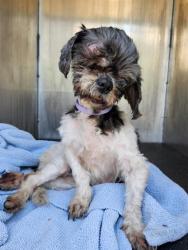 Shelter Stray Male Dog last seen Near BLOCK TIMBERHURST, 4710 TX-151, San Antonio, TX 78227, USA