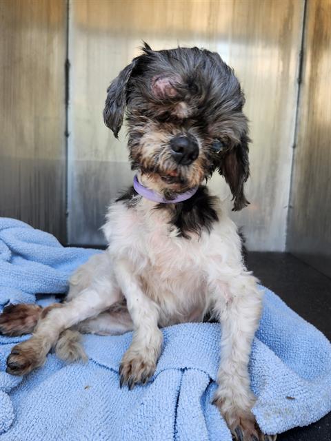 Shelter Stray Male Dog last seen Near BLOCK TIMBERHURST, 4710 TX-151, San Antonio, TX 78227, USA