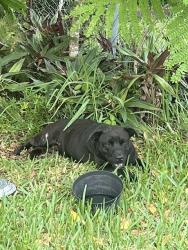 Shelter Stray Female Dog last seen Near BLOCK N MIAMI AVE, 3599 NW 79th Ave, Doral, FL 33122, USA