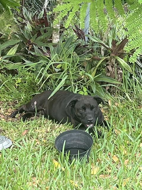 Shelter Stray Female Dog last seen Near BLOCK N MIAMI AVE, 3599 NW 79th Ave, Doral, FL 33122, USA