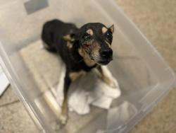 Shelter Stray Male Dog last seen Near BLOCK SW 124 CT, 3599 NW 79th Ave, Doral, FL 33122, USA