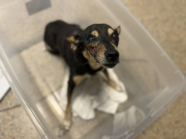 Shelter Stray Male Dog last seen Near BLOCK SW 124 CT, 3599 NW 79th Ave, Doral, FL 33122, USA