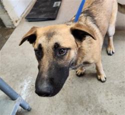Shelter Stray Male Dog last seen Near BLOCK E FOOTHILL BLVD, 333 Chandler Pl, San Bernardino, CA 92408, USA