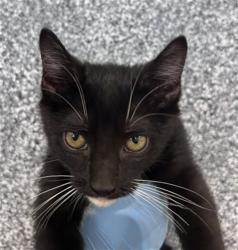 Shelter Stray Female Cat last seen ORANGE SHOW RD AND ST, 333 Chandler Pl, San Bernardino, CA 92408, USA