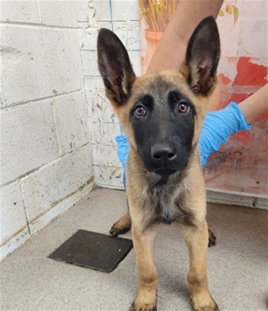 Shelter Stray Female Dog last seen : 876 W. LA GLORIA DR., 333 Chandler Pl, San Bernardino, CA 92408, USA