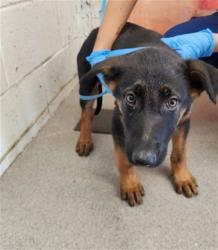 Shelter Stray Male Dog last seen : 876 W. LA GLORIA DR., 333 Chandler Pl, San Bernardino, CA 92408, USA