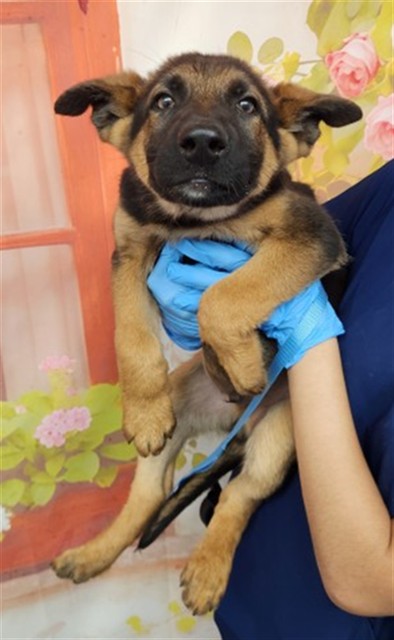 Shelter Stray Male Dog last seen : 876 W. LA GLORIA DR., 333 Chandler Pl, San Bernardino, CA 92408, USA