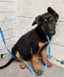 Shelter Stray Male Dog last seen : 876 W. LA GLORIA DR., 333 Chandler Pl, San Bernardino, CA 92408, USA