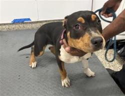 Shelter Stray Female Dog last seen Near BLOCK MONICA ST, DETROIT, MI 48238, 7401 Chrysler Dr, Detroit, MI 48211, USA