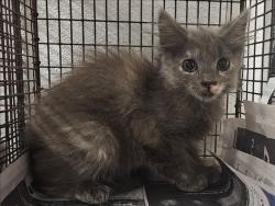 Shelter Stray Female Cat last seen , 14409 Vanowen St, Van Nuys, CA 91405, USA