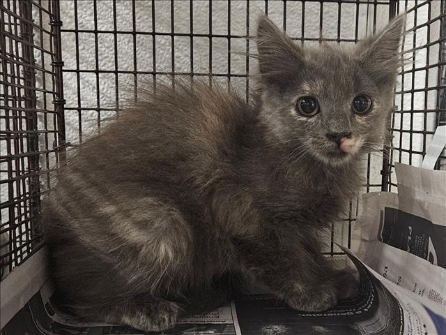 Shelter Stray Female Cat last seen , 14409 Vanowen St, Van Nuys, CA 91405, USA