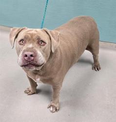 Shelter Stray Male Dog last seen Near BLOCK BALZAR CIR, RENO NV 89502, 2825 Longley Ln Suite A, Reno, NV 89502, USA