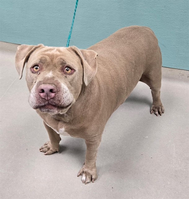 Shelter Stray Male Dog last seen Near BLOCK BALZAR CIR, RENO NV 89502, 2825 Longley Ln Suite A, Reno, NV 89502, USA