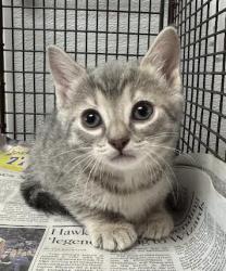 Shelter Stray Female Cat last seen , 14409 Vanowen St, Van Nuys, CA 91405, USA