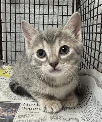 Shelter Stray Female Cat last seen , 14409 Vanowen St, Van Nuys, CA 91405, USA
