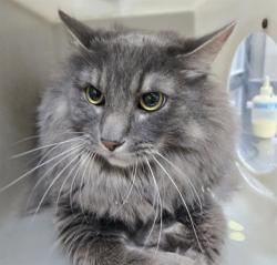 Shelter Stray Male Cat last seen Near BLOCK SYCAMORE GLEN DR, SPARKS NV 89434, 2825 Longley Ln Suite A, Reno, NV 89502, USA