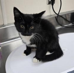 Shelter Stray Male Cat last seen Near BLOCK CARES DR, RENO NV 89512, 2825 Longley Ln Suite A, Reno, NV 89502, USA