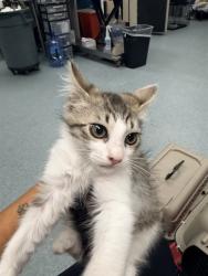 Shelter Stray Female Cat last seen , 201 S Mt Vernon Ave, Bakersfield, CA 93307, USA