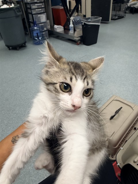 Shelter Stray Female Cat last seen , 201 S Mt Vernon Ave, Bakersfield, CA 93307, USA