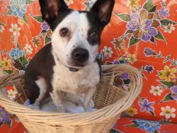 Shelter Stray Female Dog last seen , 3201 Lacy St, Los Angeles, CA 90031, USA