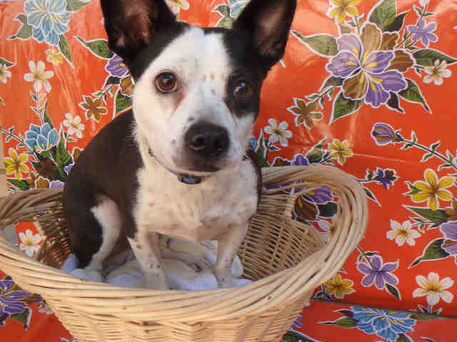 Shelter Stray Female Dog last seen , 3201 Lacy St, Los Angeles, CA 90031, USA