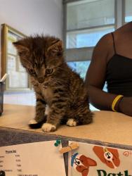 Shelter Stray Male Cat last seen SPRUCE ST, 2020 Forest St, Jacksonville, FL 32204, USA