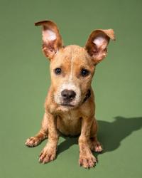 Shelter Stray Female Dog last seen Near BLOCK N MONCRIEF VL, 2020 Forest St, Jacksonville, FL 32204, USA