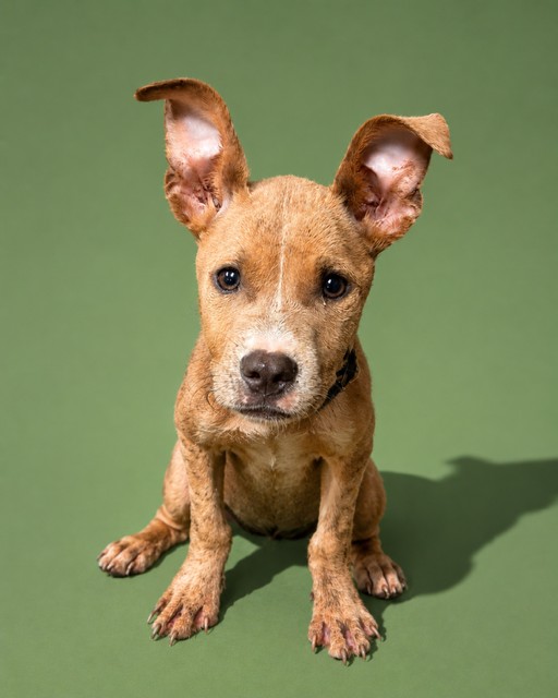 Shelter Stray Female Dog last seen Near BLOCK N MONCRIEF VL, 2020 Forest St, Jacksonville, FL 32204, USA
