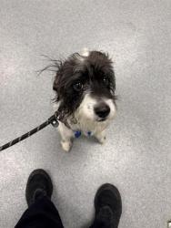 Shelter Stray Male Dog last seen Near , 2600 S Harding St, Indianapolis, IN 46221, USA