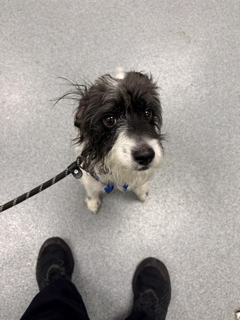 Shelter Stray Male Dog last seen Near , 2600 S Harding St, Indianapolis, IN 46221, USA