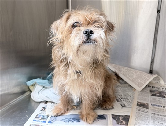Shelter Stray Male Dog last seen , 3201 Lacy St, Los Angeles, CA 90031, USA