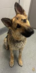 Shelter Stray Female Dog last seen Near , 2600 S Harding St, Indianapolis, IN 46221, USA