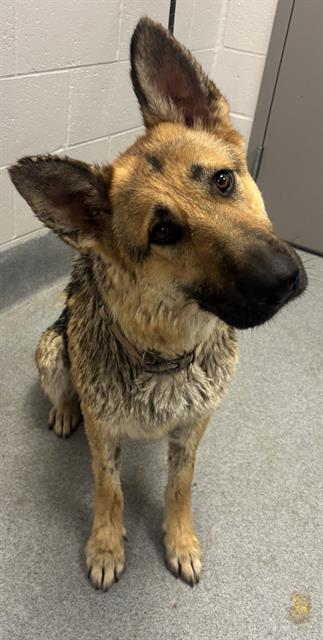 Shelter Stray Female Dog last seen Near , 2600 S Harding St, Indianapolis, IN 46221, USA