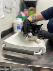 Shelter Stray Female Cat last seen C ST & THIRD AVE, 130 Beyer Way, Chula Vista, CA 91911, USA