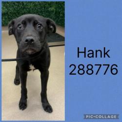 Shelter Stray Male Dog last seen HOUSTON AVENUE, 4214 Fulton Mill Rd, Macon, GA 31216, USA