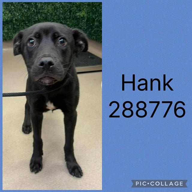 Shelter Stray Male Dog last seen HOUSTON AVENUE, 4214 Fulton Mill Rd, Macon, GA 31216, USA