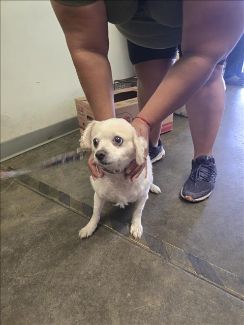 Shelter Stray Male Dog last seen , 1850 W 60th St, Los Angeles, CA 90047, USA