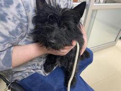 Shelter Stray Male Dog last seen FOUND NEAR 3500 W CENTER ST, 3839 W Burnham St, West Milwaukee, WI 53215, USA