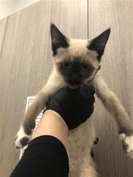 Shelter Stray Female Cat last seen Near BLOCK W FIGARDEN DR, FRESNO CA 93722, 5277 E Airways Blvd, Fresno, CA 93727, USA