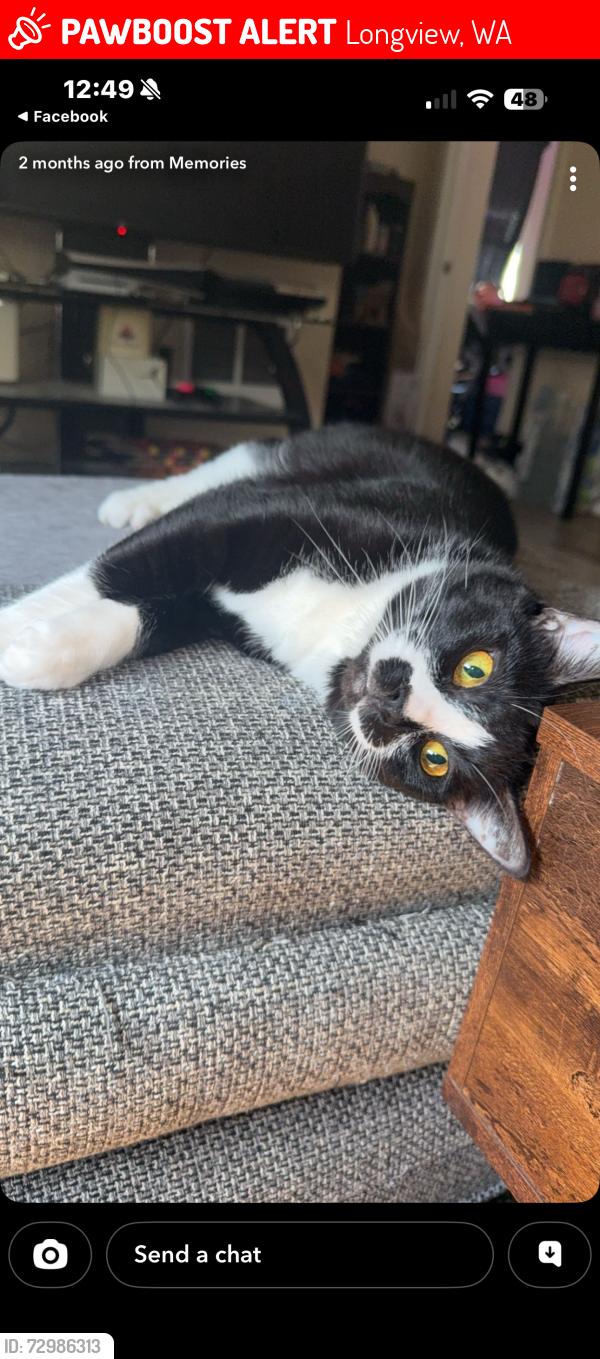 Lost Female Cat last seen Alabama and 15th Longview Washington, Longview, WA 98632