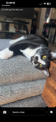 Lost Female Cat last seen Alabama and 15th Longview Washington, Longview, WA 98632