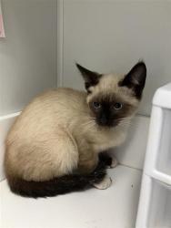 Shelter Stray Male Cat last seen Near BLOCK W FIGARDEN DR, FRESNO CA 93722, 5277 E Airways Blvd, Fresno, CA 93727, USA