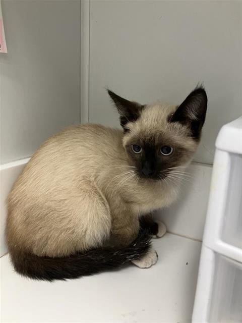 Shelter Stray Male Cat last seen Near BLOCK W FIGARDEN DR, FRESNO CA 93722, 5277 E Airways Blvd, Fresno, CA 93727, USA