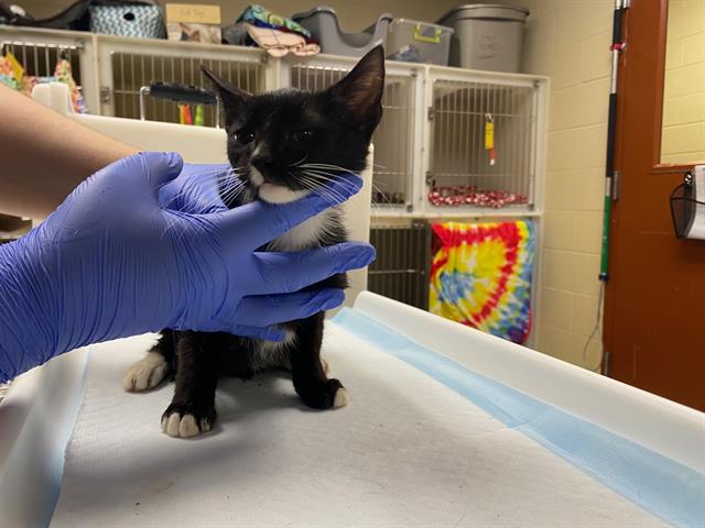 Shelter Stray Male Cat last seen , 3839 W Burnham St, West Milwaukee, WI 53215, USA