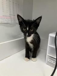 Shelter Stray Male Cat last seen Near BLOCK W FIGARDEN DR, FRESNO CA 93722, 5277 E Airways Blvd, Fresno, CA 93727, USA