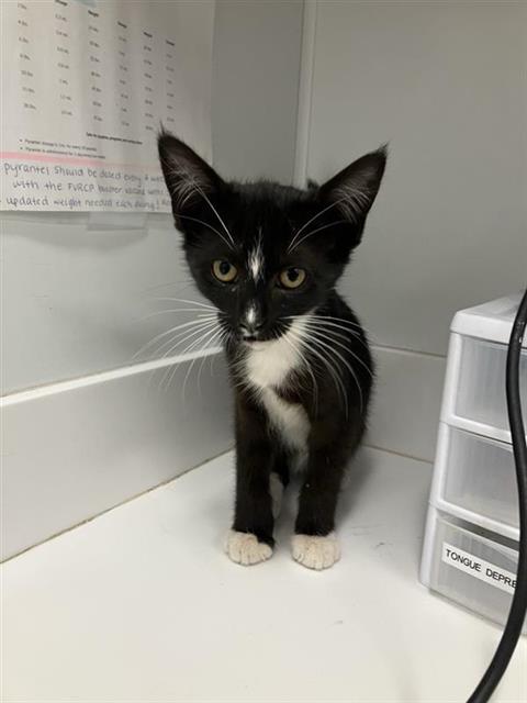 Shelter Stray Male Cat last seen Near BLOCK W FIGARDEN DR, FRESNO CA 93722, 5277 E Airways Blvd, Fresno, CA 93727, USA